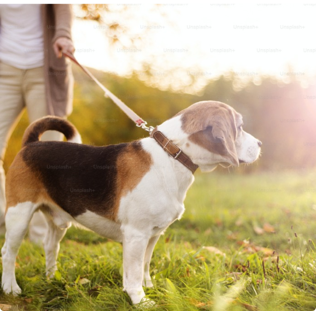 DogWalking image