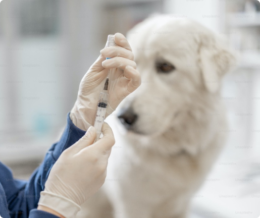 dog-vaccine image