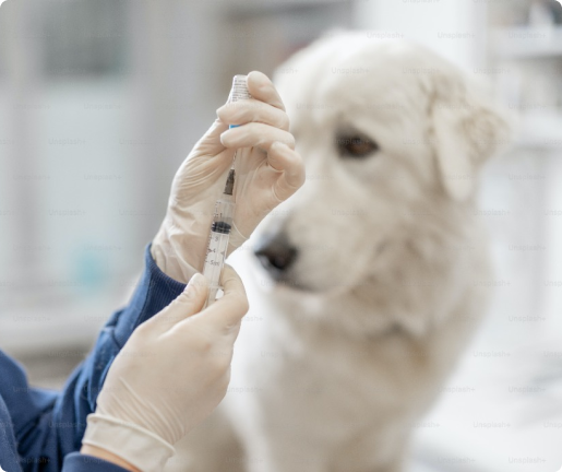 dog-vaccination image