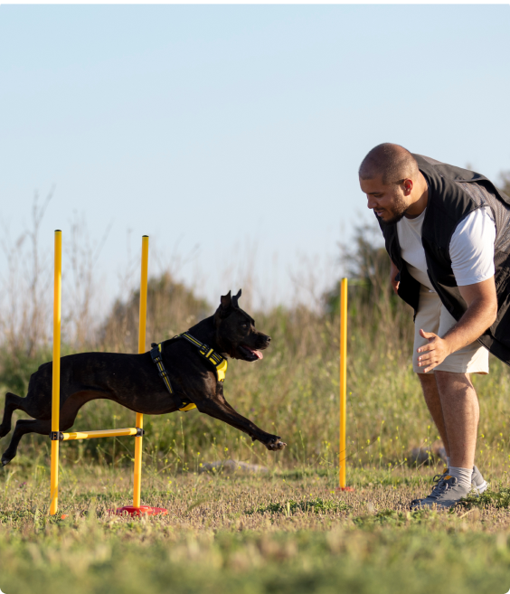 Dogtraining image