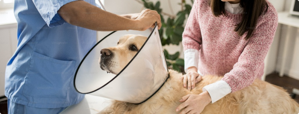 dog-vet image