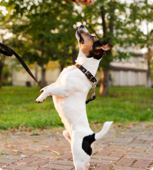Run