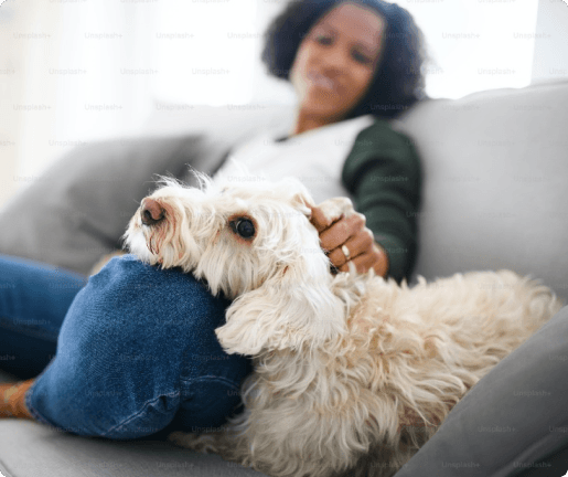 Dog boarding image