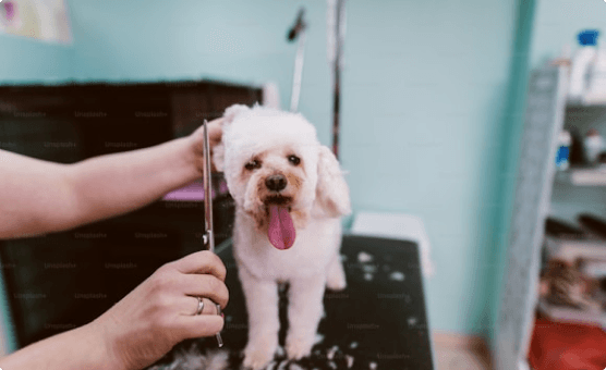 Dog Grooming