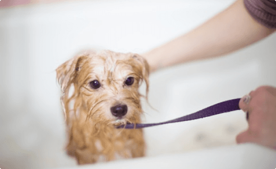 Dog Grooming