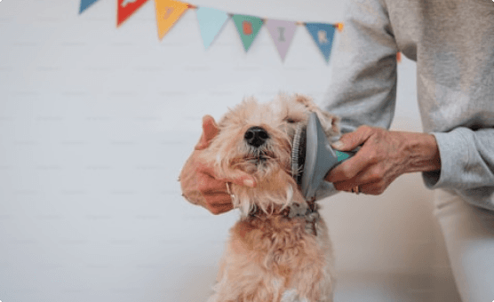 Dog Grooming