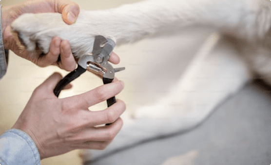Dog Grooming